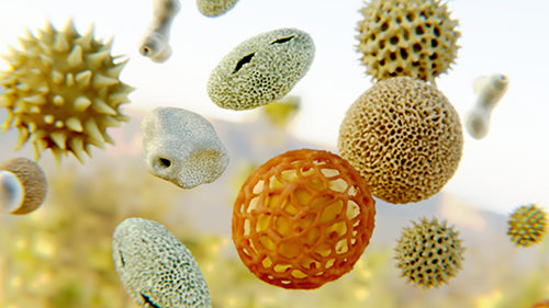 pollini allergia graminacee